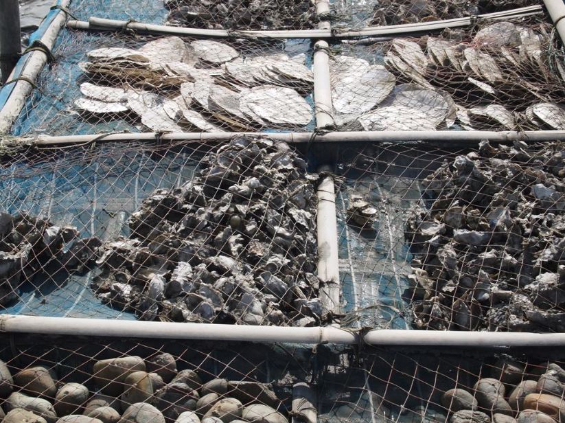 kustverdediging oesters